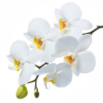 Стол обеденный Танго белый/Орхидея в Камне-на-Оби - kamen-na-obi.mebel54.com | фото